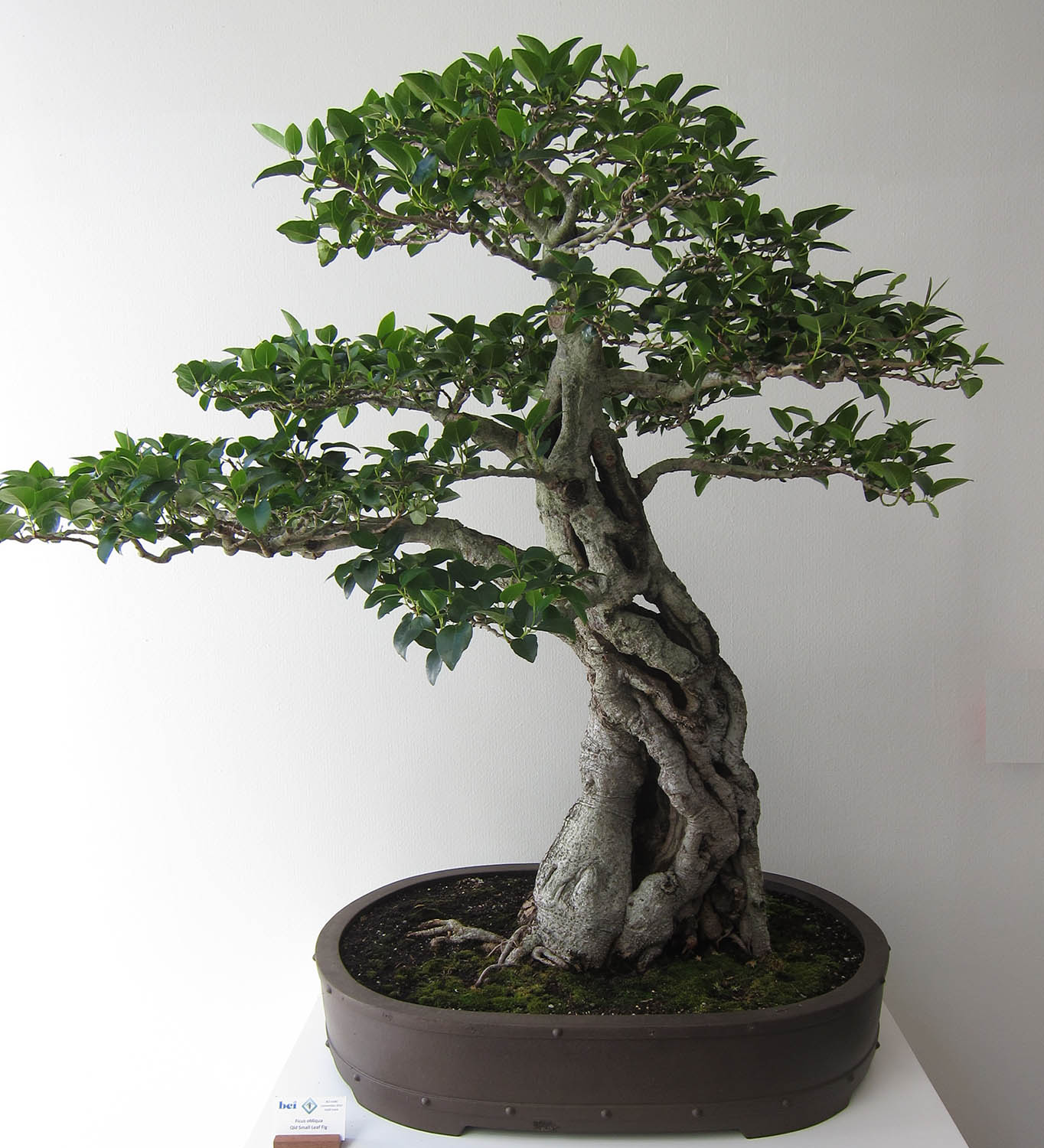 Jual Pot Bonsai Keramik