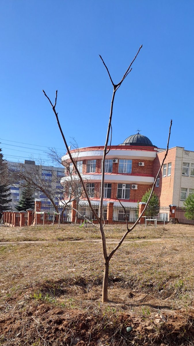 Орех маньчжурский в городском дворе. - Бонсай в открытом грунте - Форум  Бонсай